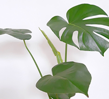Monstera Care Guide