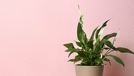 Peace Lily Care Guide 