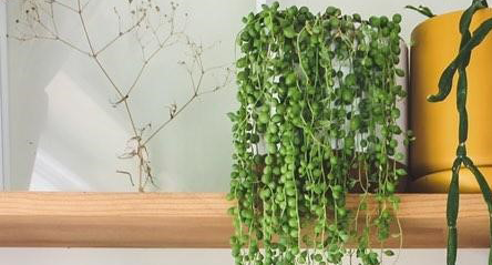 String of Pearls Care Guide, Tui
