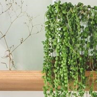String of Pearls Growing Guide 