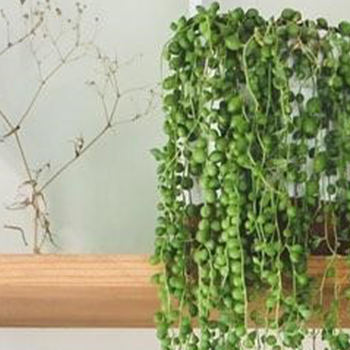 String of Pearls Care Guide