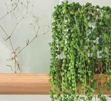String of Pearls Care Guide