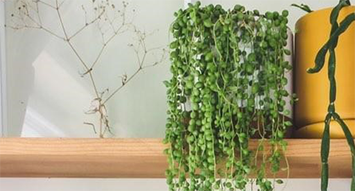 All about string of pearls care & growing this trailing succulent!