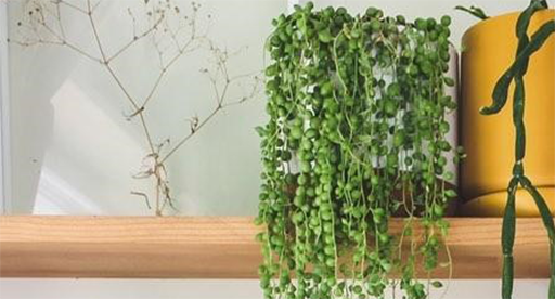 How to Grow And Care For String of Pearls