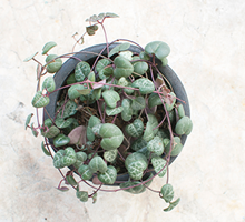 Chain of Hearts Care Guide