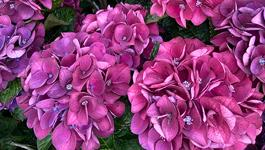 Hydrangea Growing Guide