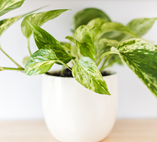 Marble Queen Pothos Care Guide