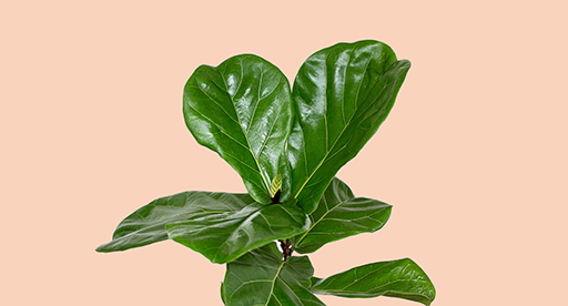 How to Take Care of Fiddle Leaf Fig