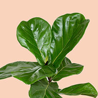 Fiddle Leaf Fig Growing Guide 