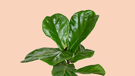 Fiddle Leaf Fig Care Guide 