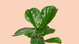 Fiddle Leaf Fig Care Guide