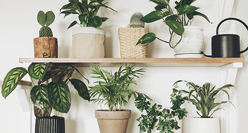 Air-Purifying Indoor Plants, Best Plants To Clean The Air