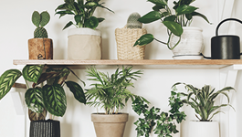 Top Air Cleaning Indoor Plants 