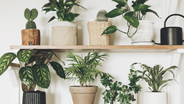 Top Air Cleaning Indoor Plants