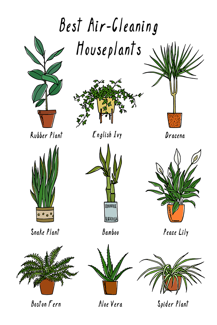 Air Cleaning House Indoor Plants 