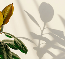 Rubber Plant Care Guide