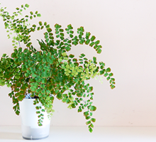 Maidenhair Fern Care Guide