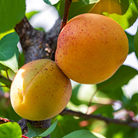 Apricot Growing Guide 