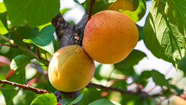 Apricot Growing Guide 