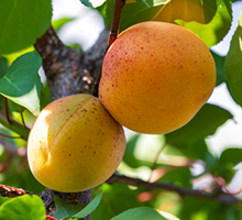 Apricot Growing Guide