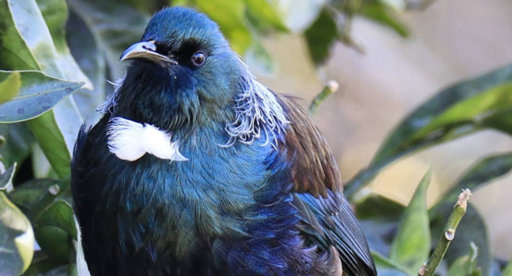 Common Native NZ Birds