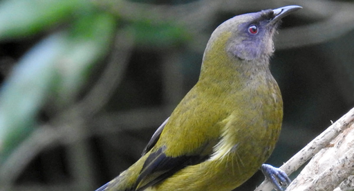 How do NZ garden birds build their nests? — Kohab