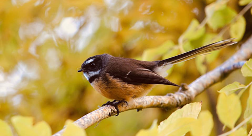 Common Native NZ Birds