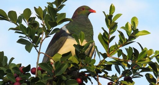 How do NZ garden birds build their nests? — Kohab