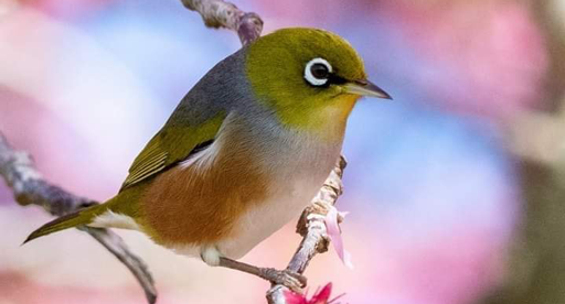 Waxeye