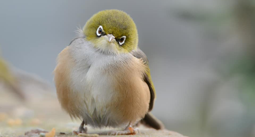 Common Native NZ Birds