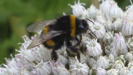 Bee aware and Bee friendly