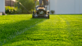 When and how to mow for a healthy lawn