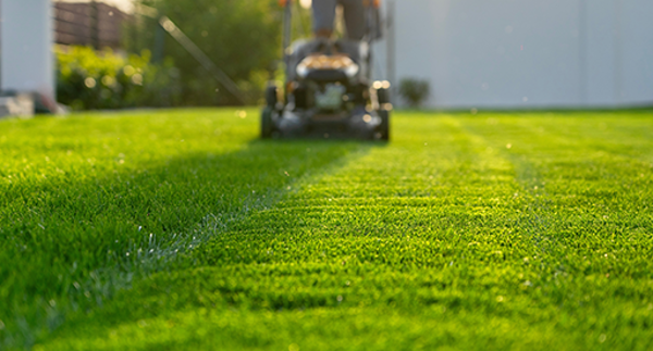 Tui When and how to mow for a healthy lawn