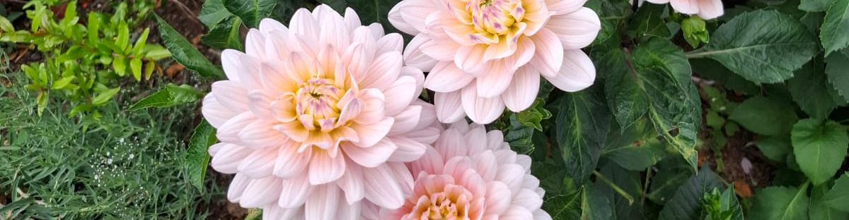 Tui dahlia care guide