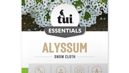 Alyssum - Snow Cloth