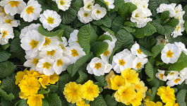 Winter flower favourites 