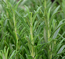 Rosemary Growing Guide