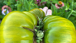Liz's favourite tomato varieties