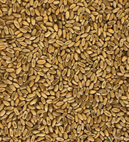 Tui Wheat
