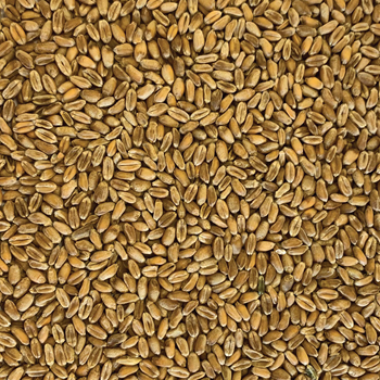 Tui Wheat