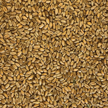 Tui Wheat