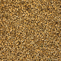 Tui Wheat