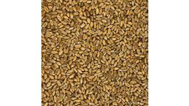 Tui Wheat