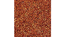 Tui Sorghum Seed