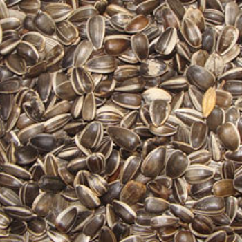 Tui Sunflower Seed