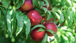 Nectarine Growing Guide 