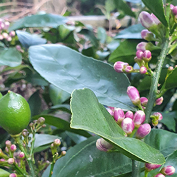 Choosing the perfect citrus variety