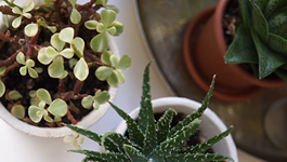 Tui Grow Guides - Indoor Plant Success 