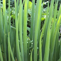 Spring Onion Growing Guide