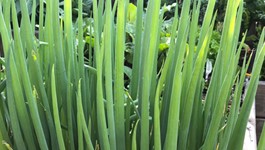 Spring Onion Growing Guide